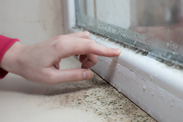 Best Commercial Mold Inspection  in North Richmond, CA
